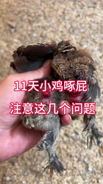 这么小的鸡就开始啄肛,一定要注意这几个问题#三农#养鸡#散养土鸡 #科学养鸡#养鸡人