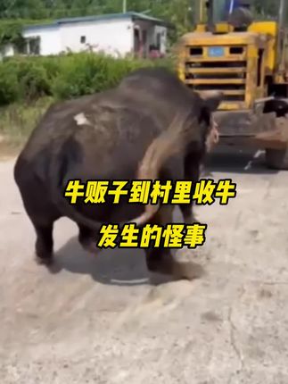 #养牛小妙招 #誉科膘王#关注我