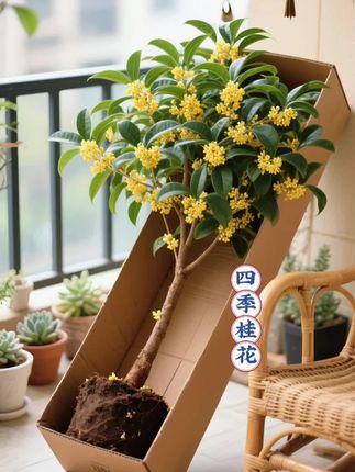 想把「四季的温柔」捧在手里吗? 这盆四季桂花,就是答案。 叶片终年常翠,像把春天的生机偷偷藏住,更绝的是花期——别家花谢成泥,它默默攒着劲儿开花,一茬接一茬。每次路过,都能撞见满枝金黄小花,簌簌抖落清甜香气,像把“天然香薰机”搬回了家。#四季桂花 #桂花盆栽 #室内绿植 #花卉植物 #养花