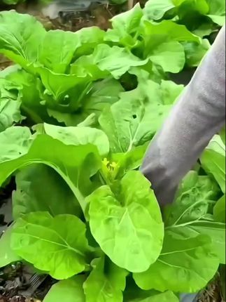 【2.88元3包】这款白菜苔种子太好种植了!口感鲜嫩、多芽早熟,白菜心清甜爽口。耐寒适应性强,阳台庭院都可以种植,四季可种!让这款白菜苔种子为你的菜园增添一份新鲜与美味吧!🥬#白菜苔 #蔬菜种子 #自己种的纯天然的绿色蔬菜 #阳台小院均可种植