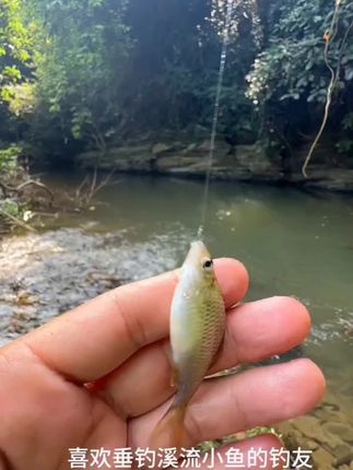 #钓鱼大哥悬着的心终于掉了 小凤仙小物钓线组#溪流钓 #溪流马口 #溪流石斑 #钓鱼人