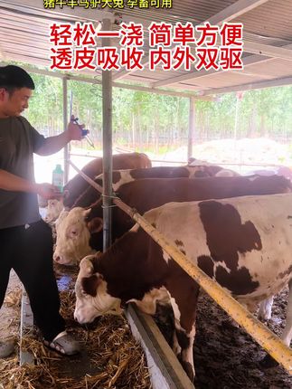 给猪牛羊驱虫很简单,用阿维菌素沿着猪牛羊的脊背从头到尾浇泼成一条线即可,它是内外寄生虫都可以驱除的,因为它采用的是透皮技术,每20斤体重用1毫升,怀孕的猪牛羊都可以放心使用,安全高效,使用方便#养殖#驱虫#养殖好帮手#养殖场专用#农村创业养殖