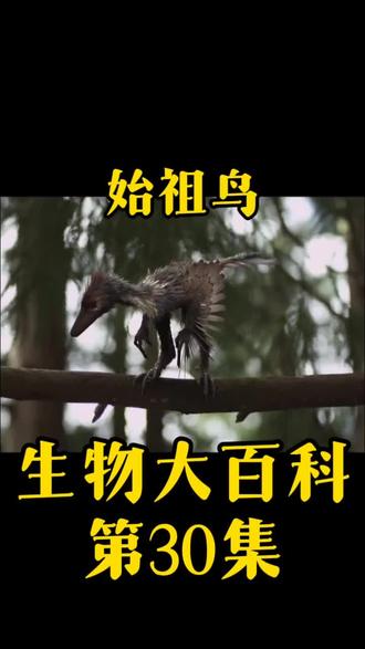 生物大百科第30集‖始祖鸟:恐龙与鸟类的“过渡王者”,为何扛不住环境剧变?#科普知识 #生物进化#始祖鸟#恐龙