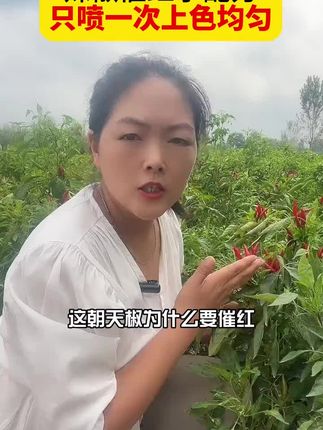 辣椒催红快速转色颜色好,产量高飞的技术 #辣椒种植 #辣椒转色#辣椒种植技术 #椒红素#抖音助农扶农