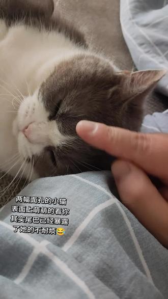 两幅面孔的小猫咪 尾巴已经暴露了她的不耐烦😂😂 #糟糕这只小猫咪谁顶得住啊 #小猫咪能有什么坏心眼 #一条柒的日常