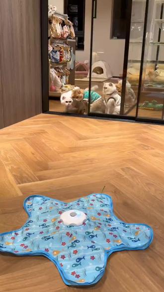 猫咪五角星玩具2026新款多功能逗猫棒捕猎游戏罩自嗨解闷互动玩具 #好物推荐🔥 #猫咪的迷惑行为 #猫咪玩具 #猫咪捕猎玩具 #多功能猫咪玩具