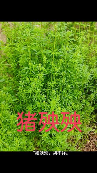 猪都不吃人却吃的野菜你们知道是什么吗?#药食同源#植物科普 #认识中草药 #草本植物 大自然的馈赠