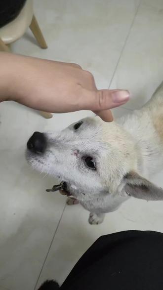 新年摸狗头,万事不用愁,新年摸狗嘴,去邪又避鬼,新年摸狗背,大富又大贵,新年摸狗尾,顺风又顺水,新年摸狗爪,财源滚滚抓!#2026 顺风顺水#新年快乐