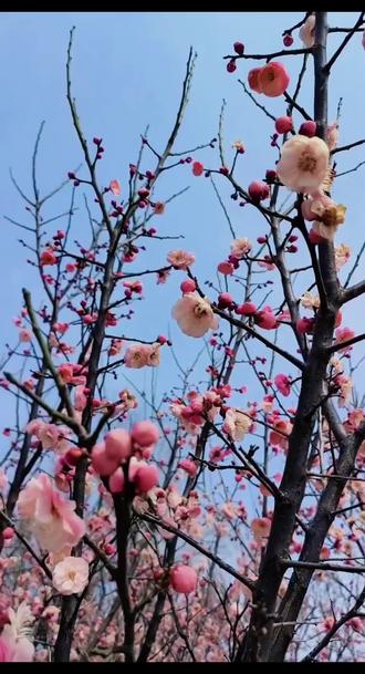 植物园里赏梅花#感受春的气息 #