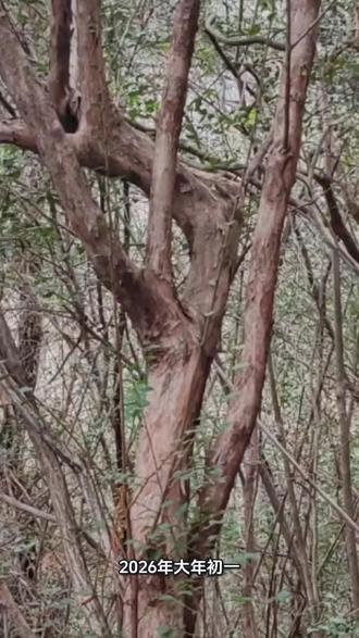 2026大年初一,我去爬山了,你们都在干嘛呢,,,