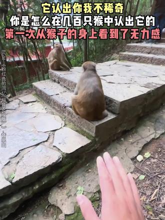 #粉红色的回忆福音r&b版 难怪猴哥会露出这样的表情,简直是真魔丸来的!#猴子#搞笑 #来吞 #画一个故事