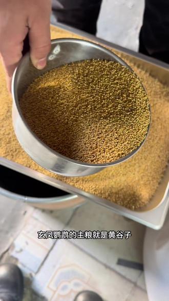 玄凤鹦鹉鸟粮搭配#玄凤鹦鹉 #玄凤 #手养鹦鹉