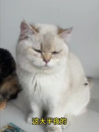 猫条选好了,养猫就很容易#猫咪