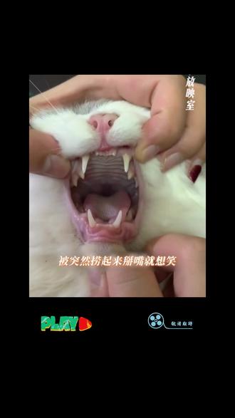 对不起了,这该死的好奇心#萌物 #金渐层 #好朋友 #美女