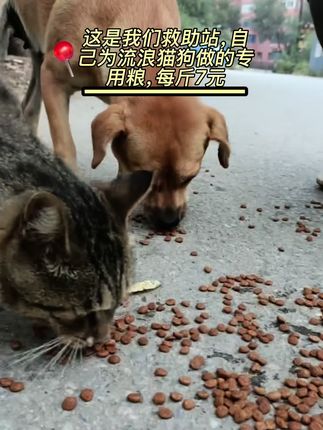 我们用爱心定制,真鲜肉,零添加。让每一次投喂,都是安心的守护。救助站专用粮,给它们一份靠谱的温暖。