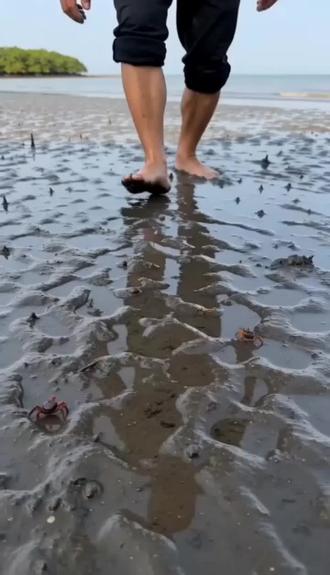 红树林这片海域我熟悉,黑泥三秒抓一把,紫苏一炒嗦到停不下来!#真实生活分享计划 #赶海生活实拍