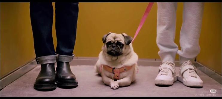 #他为什么依然单身#巴哥犬
强推道道和道哥🐶