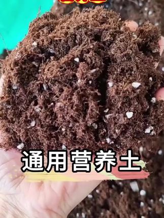 #营养土 #泥土 #养花土