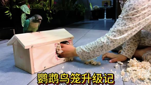 自制鹦鹉大别墅 #亲子互动 #爸爸带娃 #手工
历时三个周末手搓豪华鹦鹉笼,小鹦鹉一定会喜欢的吧