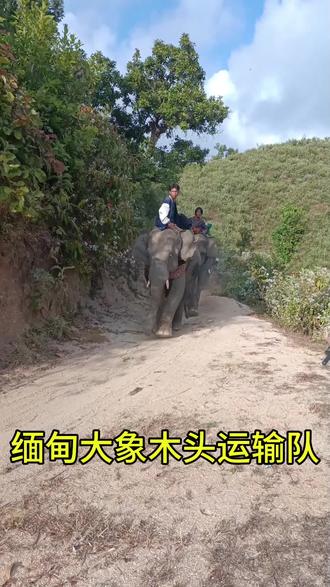 缅甸的羊肠小道,#山里的风景 ,大象木头运输队,真实场景。#徒步爬山 #徒步爬山