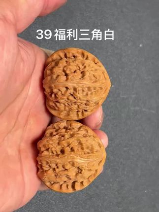 39三角白狮子头,原生态老树果,手感圆润,盘玩舒适,三围39-37-35,今日特价58¥,特价品不退不换,9-234号#文玩核桃 #盘核桃 #白狮子核桃 #三角白狮子