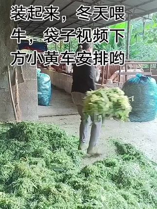 养牛人就是天天操心草料,多备一些过冬吧!#农村创业养殖 清储草料