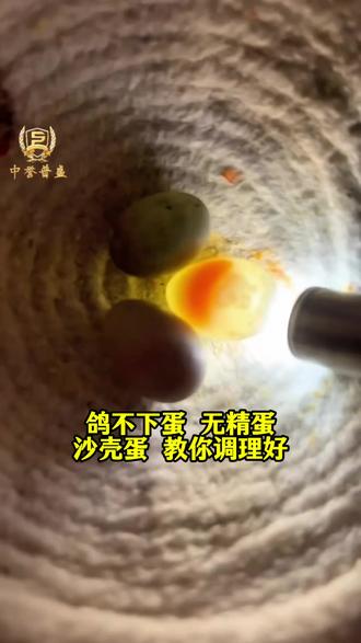 雄鸽无精活力差,雌鸽不下蛋,无精蛋麻壳蛋就用加硒生育酚,公鸽旺,雌鸽排队下蛋,幼鸽壮#鸽不下蛋 #信鸽赛鸽#养鸽人#科学养鸽