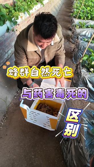 【阳天熊蜂·用蜂知识解答】蜂群自然死亡与药害死亡,有什么区别?#阳天熊蜂 #熊蜂授粉 #蜜蜂授粉 #绿色生态农业