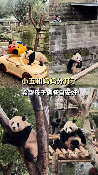 12.22小五和妈妈分开了,要做独立的大熊熊了,希望小五和妈妈各自安好熊生顺遂#大熊猫莽小五#vlog日常 #重庆动物园 #莽仔和小五 #大熊猫