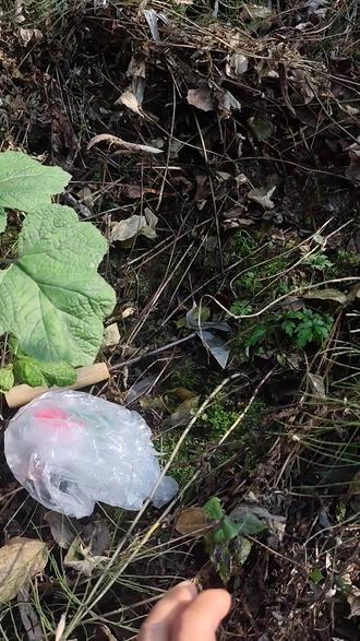 2026.1.12号下午,来撬猪屁股了,关注我,马上直播带你们撬