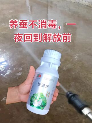养蚕不消毒消毒一夜回到解放前#养蚕人 #养蚕人 #养蚕人