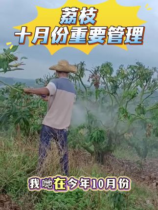 荔枝十月份开始重要管理#荔枝种植#荔枝壮梢#荔枝管理#荔枝 #农业种植