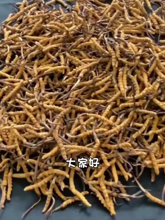 新益号陈皮普洱茶熟茶云南古树茶叶直播小金砖熟普糯米香小沱茶#小虫子玩具 #农村土特产美食 #光子嫩肤可不可以改善闭口 #看过来