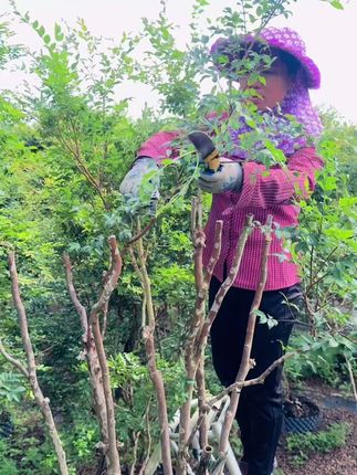 #果树管理 嘉宝果树不开花不结果,只开花不结果,结果少,出现黄叶掉叶干枯,#种植小技巧 给嘉宝果树施肥,微生物菌肥,促花保果增大增产,提高果树产量#嘉宝果#树葡萄#三农