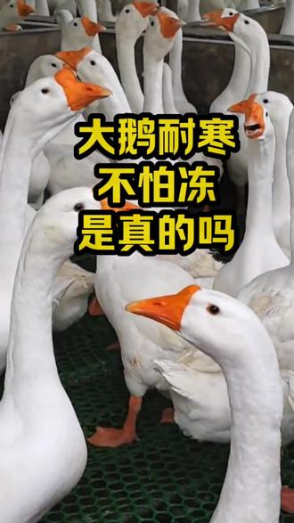 大鹅耐寒不怕冻是真的吗#养鹅#养鹅人#农村养鹅#三农#科学养鹅