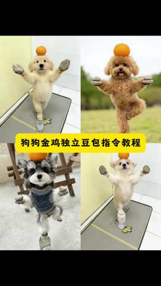 十年功夫无人知!狗狗金鸡独立AI特效教程 宠物练武AI生成指令 叶问蹲/打拳特效一键制作 豆包AI轻松实现宠物功夫大片 豆包AI #狗狗功夫
狗狗金鸡独立特效教程 狗子练武ai生成口令 狗狗金鸡独立ai指令 叶问蹲ai特效教程 宠物金鸡独立ai指令 狗子练武ai免费生成 狗子练武ai制作教程 狗狗打拳ai指令 ai生成小狗武术口令 狗狗功夫特效ai生成口令 猫咪功夫ai生成指令 猫咪打拳ai生成指令 狗子ai生成打拳视频教程 狗狗打拳ai指令 狗狗打拳ai豆包指令 狗子跳舞ai生成 打拳特效ai特效小狗 狗狗打拳ai特效教程 猫咪打拳ai生成指令 狗狗打拳ai描述 #豆包ai#豆包P图已经nextlevel了#十年功夫无人知#狗狗金鸡独立ai指令 狗狗金鸡独立怎么拍 狗狗指令ai生成指令 狗狗金鸡独立拍摄技巧 叶问特效拍同款 叶问蹲 叶问蹲ai特效一键生成 叶问ai特效 金鸡独立姿势 金鸡独立拍照动物 金鸡独立拍照姿势 狗十年功夫无人知 小狗练武术 台上一分钟台下十年功叶问蹲 金丝熊武功ai指令 猫咪顶东西ai指令 ai叶问蹲制作教程 ai叶问蹲指令 叶问蹲ai描述词 小猫叶问蹲口令 小猫叶问蹲教程 叶问蹲动物视频