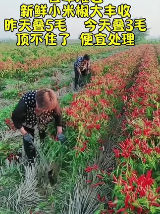 #三农 #辣椒 #小米椒 #抖音助农扶农 #新鲜采摘