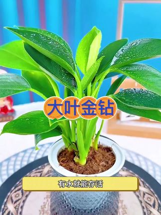 家里什么都不养,也要养一盆#金钻#金钻绿公主 #金钻绿植 #大叶金钻 #室内绿植