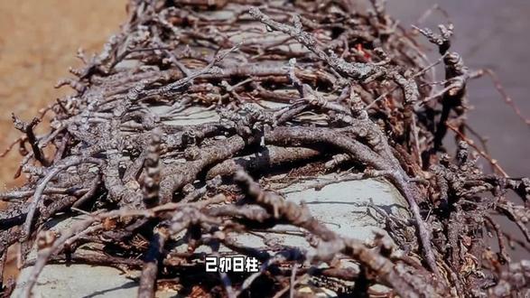 己卯日柱分析#国学经典 #科学探索#