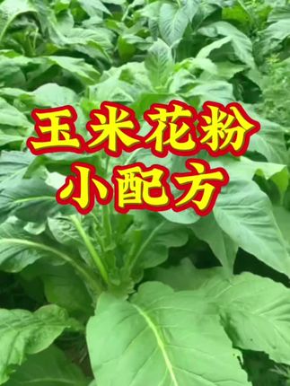 #双双讲烤烟 #抖音助农 #三农 #支持三农扶持三农发展 #农业