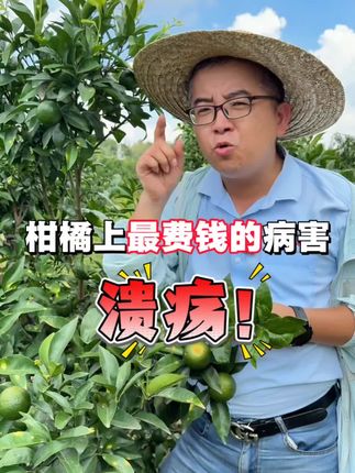 防治溃疡病是一场持久战,想少花钱就得多花心力。 #新农人计划2025 #来抖音学农技 #乡村守护人 #柑橘溃疡病 #柑橘管理