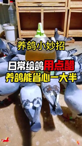 日常给鸽子用点醋,养鸽能省心一大半#养鸽人 #鸽子 #赛鸽 #信鸽赛鸽 #养鸽小技巧