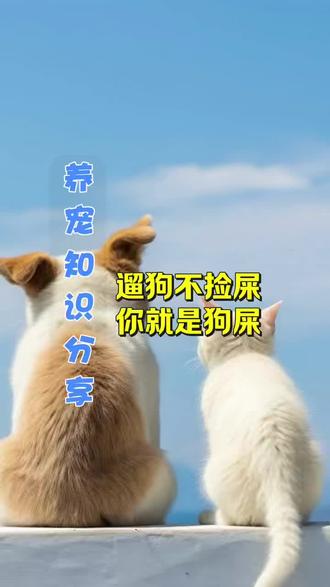 遛狗不捡屎,就是狗屎。 #科学养宠#宠物知识#科学养猫#科学养狗#养狗人 #养狗人