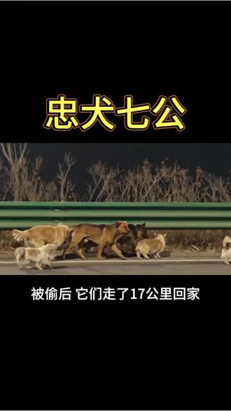 长春7只狗,被偷后走17公里回家#万万没想到 #吉林长春狗狗 #17公里回家路 #不抛弃不放弃 #萌宠出道计划