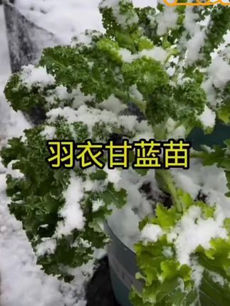 想要冬天有菜吃,一定要种上羽衣甘蓝,因为它既耐热又抗寒,种植方法也简单,撒上种子浇浇水就行,长得很快,掐了老苔还能长新苔,种一次就能吃好久#羽衣甘蓝种子