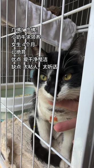 【佛山南海 •求领养】
姓名:小奶牛
性别:母猫
年龄:4-5个月
体重:4斤
健康状况:健康,已绝育
性格:温顺听话,亲人粘人。
金 领养要求:有养宠经验,居住环境必须封窗,领养人需为成年人,有稳定可靠的收入来源,有责任心,不弃养、不转送,接受定期回访,女生优先。
领养范围:佛山南海本地优先,广佛地区可送猫上门,让牛牛安全抵达新家。