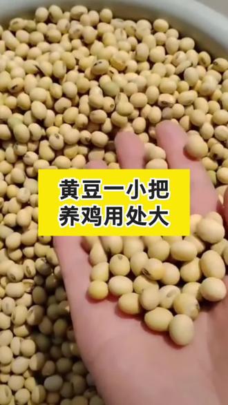 黄豆一小把,养鸡用处大#养鸡 #黄豆养鸡 #热门 #三农 #鸡鸭鹅养殖