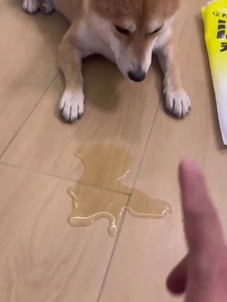 #宠物尿垫#狗狗乱尿#高效吸水尿垫