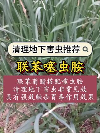 #地下害虫 #地下害虫克星 #联苯噻虫胺 #地上地下害虫防治 #农业种植