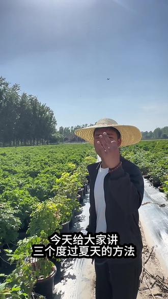给大家推荐三种牡丹度过夏天的方法(个人建议)#新农人计划 #新农人创业 #牡丹 #芍药 #芍药鲜切花
